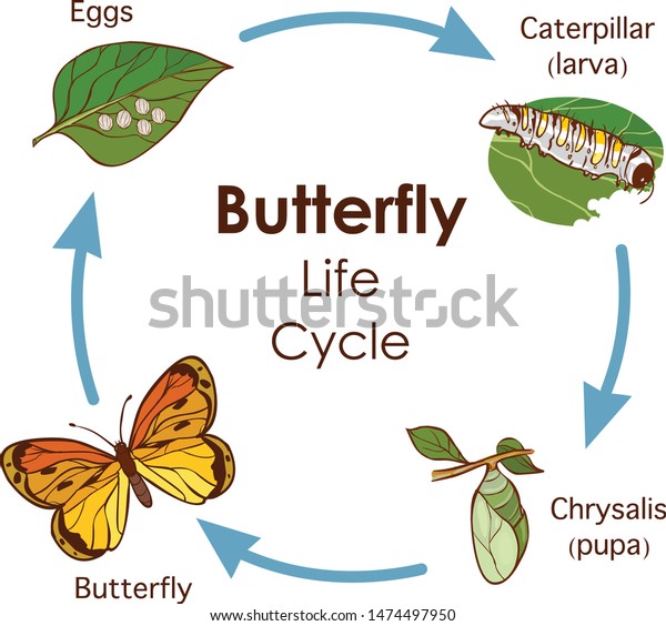 Vector Illustration Life Cycle Butterfly Diagram Stock Vector (Royalty ...