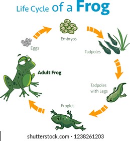  vector illustration of a life cycle of a frog