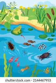 Vector illustration of the life cycle of a frog and other inhabitants of the pond