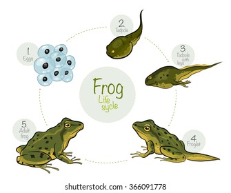 Vector illustration: Life cycle of a frog. High quality vector illustration of a frog cycle