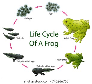 Vector Illustration Of Life Cycle Of Frog