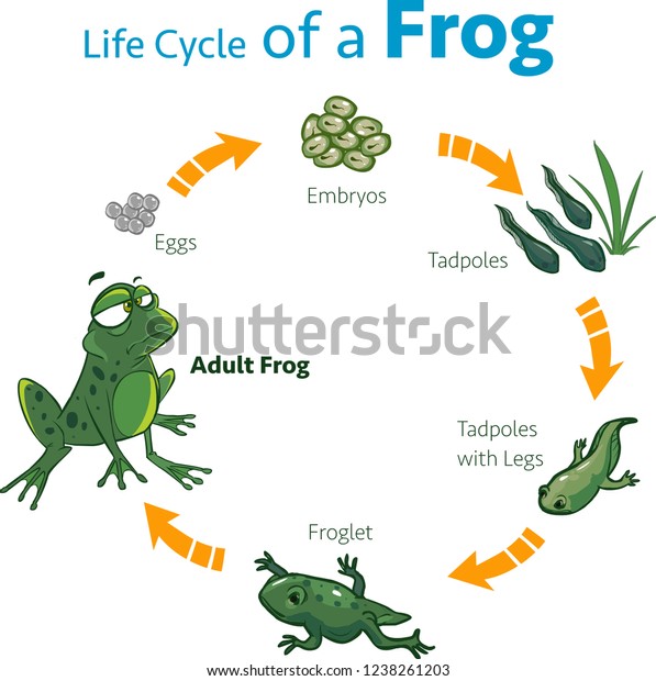 frog cycles coupon