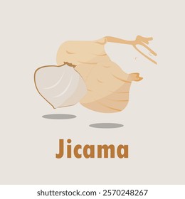 Vector illustration of light brown Jicama fruit.