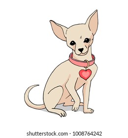 Vector illustration of a light little chihuahua breed dog in a pink collar with a heart pendant. For greeting cards, design of posters, banners, invitations. For pet shops. grooming and love theme.