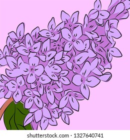 vector illustration lilac
