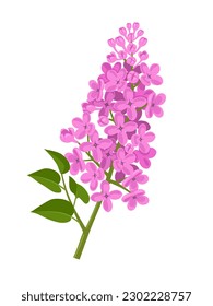 Vector illustration, lilac flower with green leaves, isolated on white background.