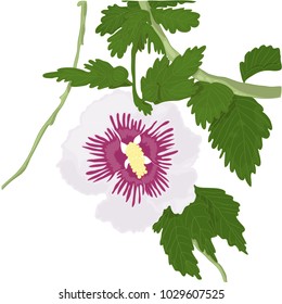 Vector Illustration of Lilac Hibiscus. Colorful Drawing of Beautiul Wlidflower. Single Flower in White Background