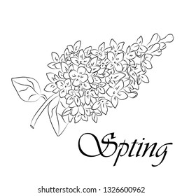 vector illustration lilac twig 