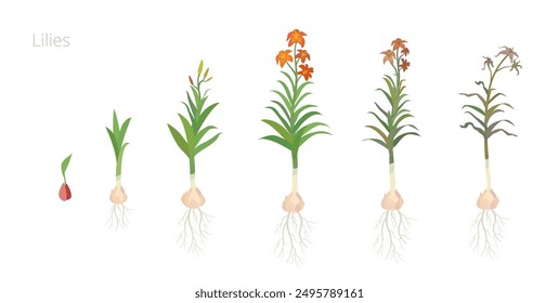 Vector Illustration of Lilies Flower Growth Stages. Caring for house plants. Include wilted and dried plants