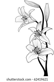 vector illustration of lily in black and white colors