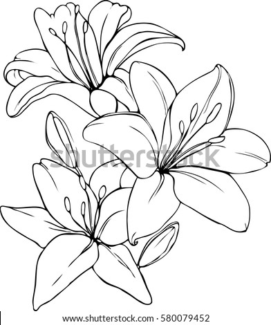 Vetor stock de Vector Illustration Lily Black White Colors (livre de