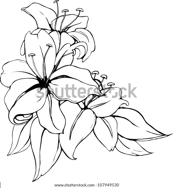Vector Illustration Lily Black White Colors Stock Vector (Royalty Free ...