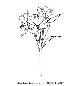 Vector illustration of a lily. Doodle style. Suitable for design, printing, decoration, textiles, paper and colorings.