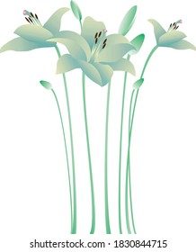 Vector illustration of a Lily. Element on a white background for the design.