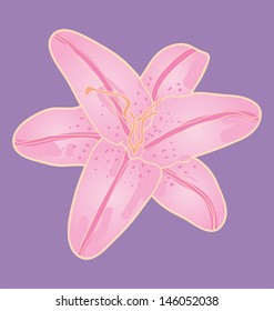 vector illustration of lily flower