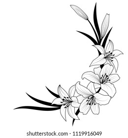 vector illustration of lily flower in black and white colors