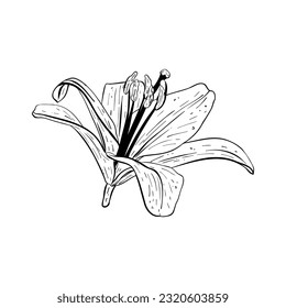 Ilustración vectorial de la flor de lirio en plena floración. Borde detallado negro de pétalos, dibujo gráfico. Para postales, diseño, decoración, impresiones, afiche, pegatina, souvenirs, tatuajes, estampado, raspado 
