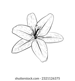 Vector illustration of lily flower in full bloom. Black detailed outline of petals, graphic drawing. For postcards, design, decoration, prints, poster, sticker, souvenirs, tattoo, stamp, scrapbooking 