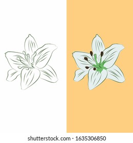 Vector Illustration Of Lily Flower Isolated Background