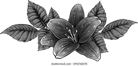 vector illustration of lily flower with leaves