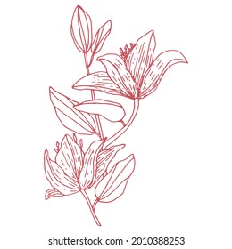 Ilustración vectorial de flores de Lily con un brote y hojas. Esquema rosa. Diseño para tela, impresión, papel pintado, papel, afiches, tatuajes.