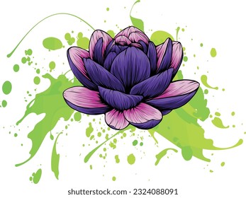vector illustration of Lily Lotus isolated on white background