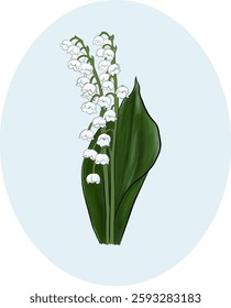 
vector illustration of lily of the valley