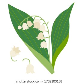 Vector illustration of Lily Of The Valley (Convallaria) on white background. Botanical illustration and floral design elements.