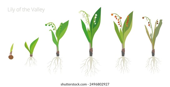 Ilustración vectorial de Lirio del valle Etapas de crecimiento. Convallaria Incluye plantas marchitas y secas