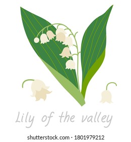Vector illustration of Lily of the Valley plant with flowers.