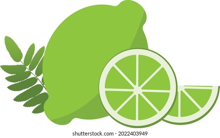 vector illustration of a lime and a slice of lime next to a twig