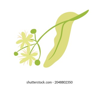 Ilustración vectorial de la Flor Linden sobre fondo blanco.
