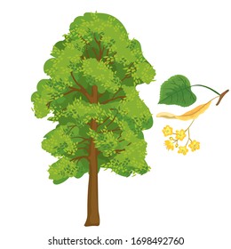 Vector illustration of linden tree with inflorescence isolated on a white background