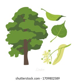 Ilustración vectorial del árbol Linden y sus partes. 