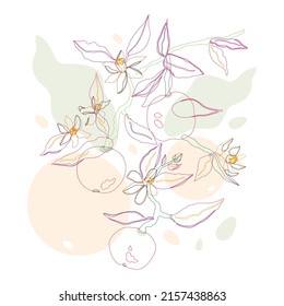 Vector illustration of line art blossoming branches of orange tree with fruits and leaves. Ripe fruits. Elegant graphics isolated on a white background.