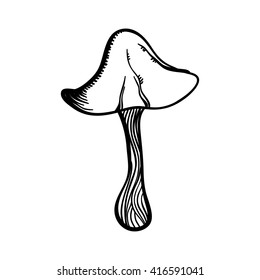 Vector illustration with line art dangerous and poison mushroom on white background. Dangerous for health.