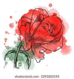 Vector illustration of line art rose flower on watercolor background.