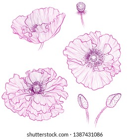 Vector illustration in line art style. Set of flowers of Poppies isolated on white background. Hand drawn botanical picture