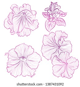 Vector illustration in line art style. Set of flowers of Petunias isolated on white background. Hand drawn botanical picture
