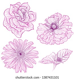 Vector illustration in line art style. Set of flowers of rose, poppy, heliopsis isolated on white background. Hand drawn botanical picture