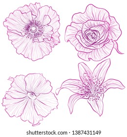 Vector illustration in line art style. Set of flowers of rose, poppy, petunia, lily isolated on white background. Hand drawn botanical picture