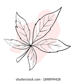 Vector illustration in line art style with a color spot. Stylish and beautiful composition. Tree leaf, natural and sustainable product. Suitable for icons, logos, cards, prints and posters. Also for