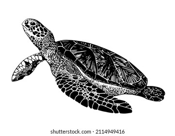 vector illustration, line drawing big cute realistic sea turtle 