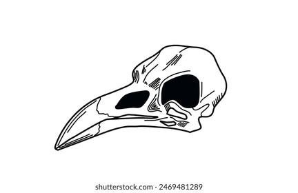 Vector illustration. Line drawing of a crow skull. Graphic arts. Raven skull silhouette. Occult animal. Linear illustration