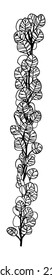 vector illustration, line drawing long stretched branch of eucalyptus 