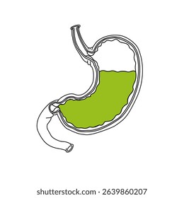 Vector illustration line drawing, stomach normal condition. normal stomach. Illustration for medical, poster symbol, logo, or study science