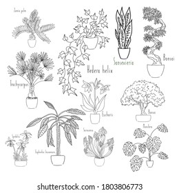 vector illustration line sketch set house plants one line and contour drawing on the white background. Palm, hedera helix, sansevieria, bonsai, monstera, trachycarpus, eucharis, sarracenia, sprekelia