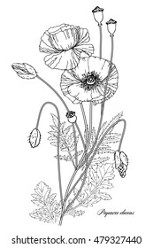 Vector illustration of a linear botanical illustration. Flowers, buds and poppy seed boxes