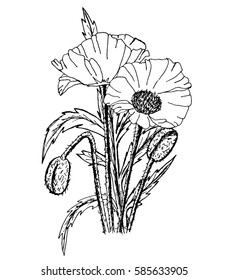 Vector illustration of a linear botanical illustration. Flowers, buds and poppy seed boxes.