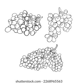 vector illustration linear drawing doodle black and white bunch of grapes very beautiful realistic